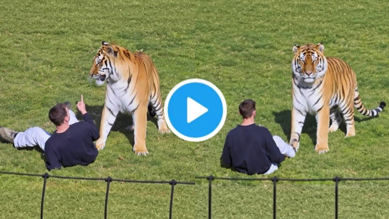 Horrific Moment: Man Dies After Jumping Into Tiger Enclosure at Yorkshire Wildlife Park, UK