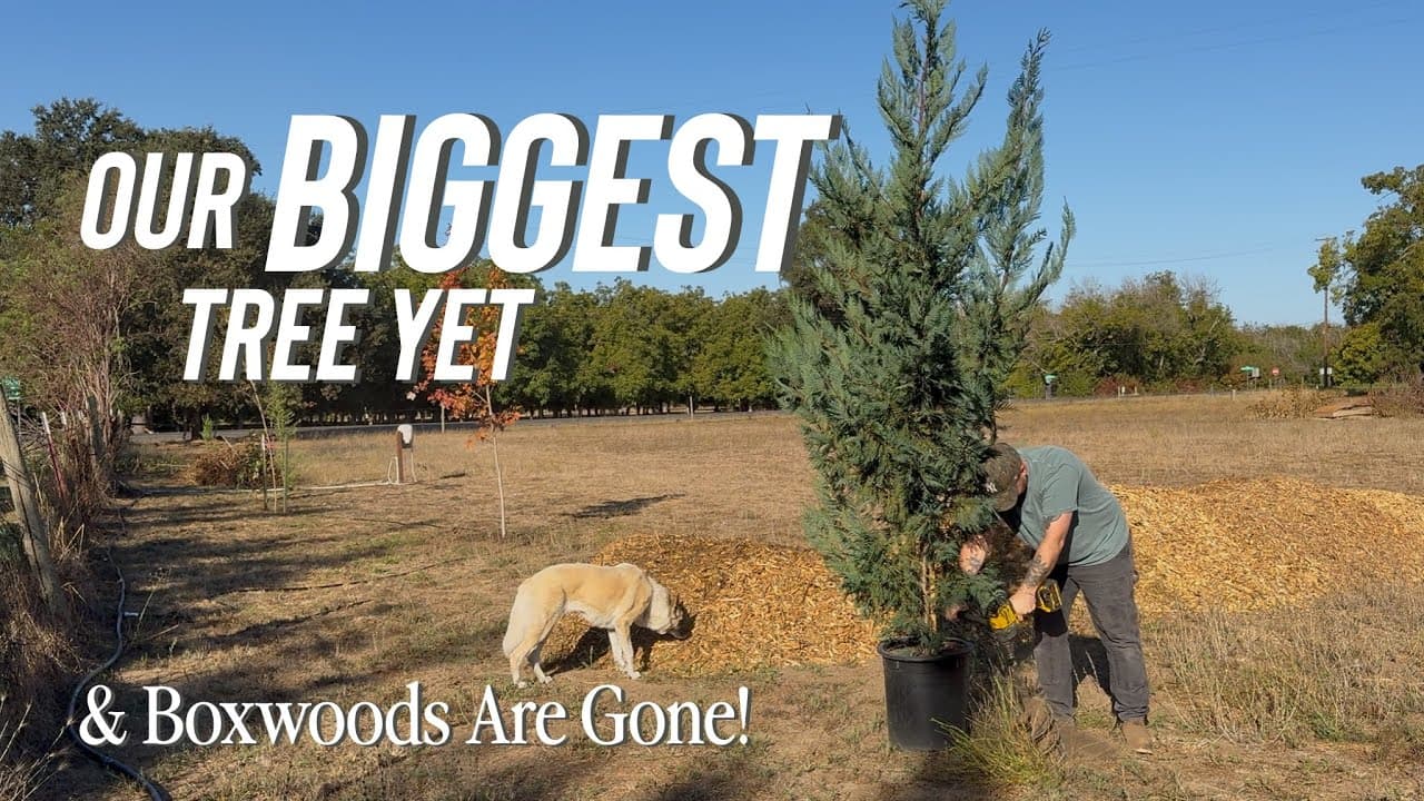 One Giant Tree and The Boxwoods Are GONE.
