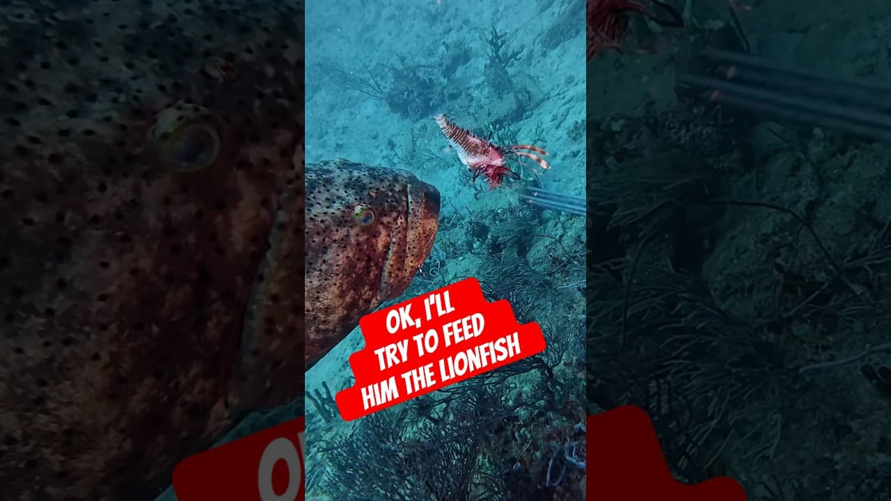 The question on everyone’s mind…. Will Wilbur the Goliath eat a Lionfish?