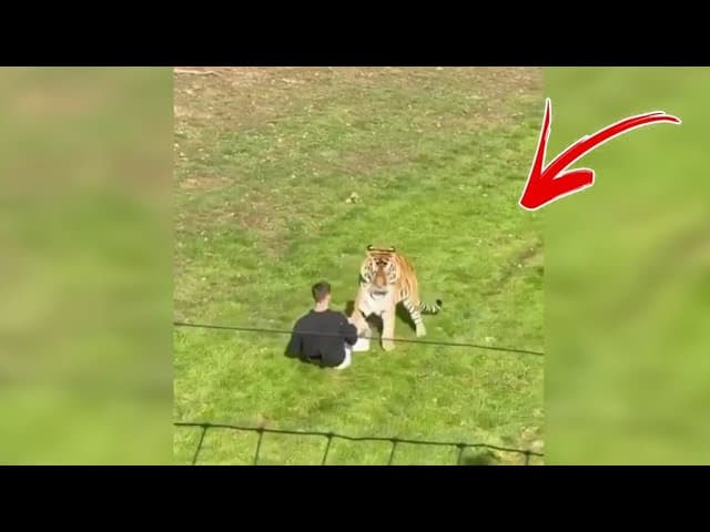Man jumped into a tiger enclosure at The Yorkshire Wildlife park!