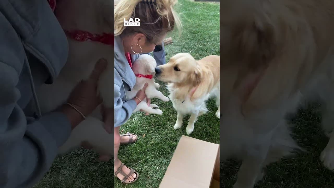 We surprised our golden retriever with a new puppy ❤️ (🎥: ViralHog)