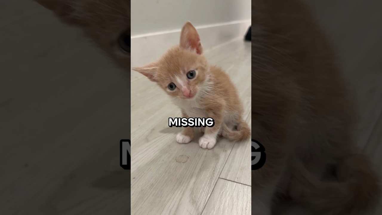 EVERY KITTEN WENT MISSING… #kitten #cat #shorts #escape #whiskerstreet