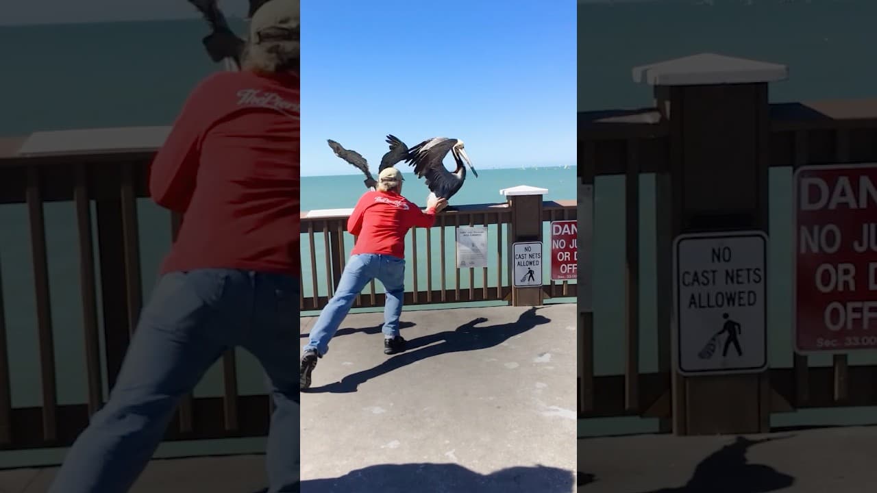 Hero Frees Pelicans Beak