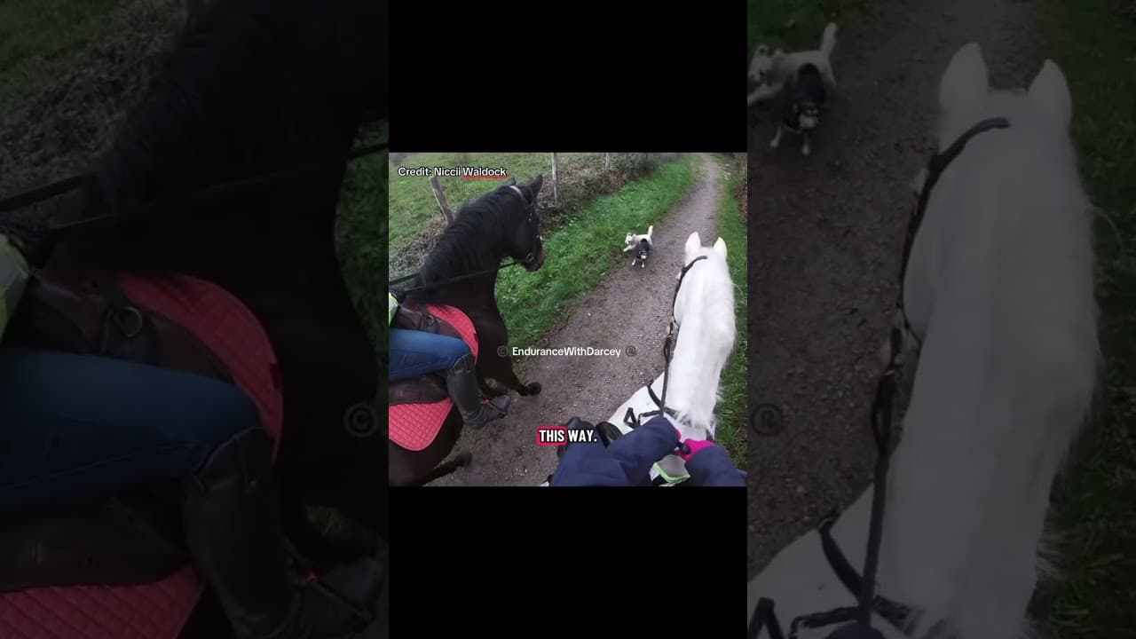 Two horse riders had an incident with 7 dogs! #horse #dog #horseriding #equestrian #animals #pets