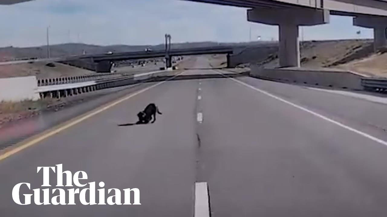 Utah police dog survives injury after leaping from overpass