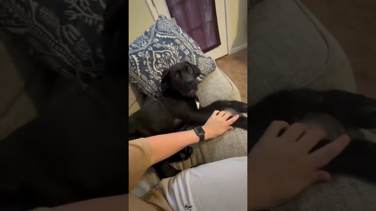A dog with OCD.#dog #dogshorts #doglife