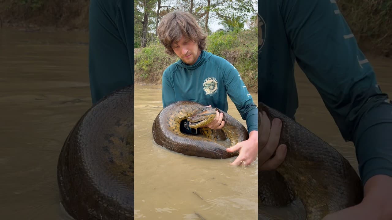 Rescuing a giant anaconda! #wildlife#animals#Anaconda#snake#fish#colombia#nature#colombia#shorts#wow