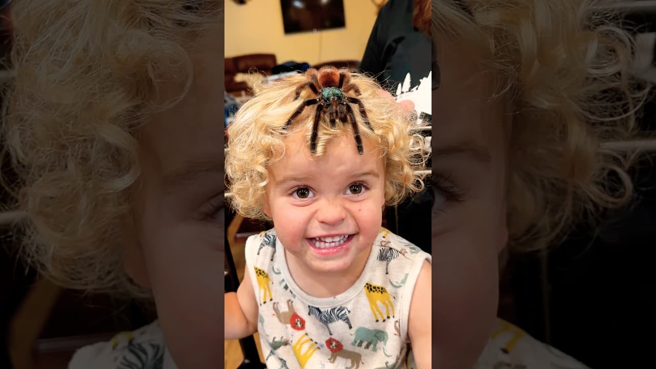 Our First Spider ACCIDENT… 🤕🕷️