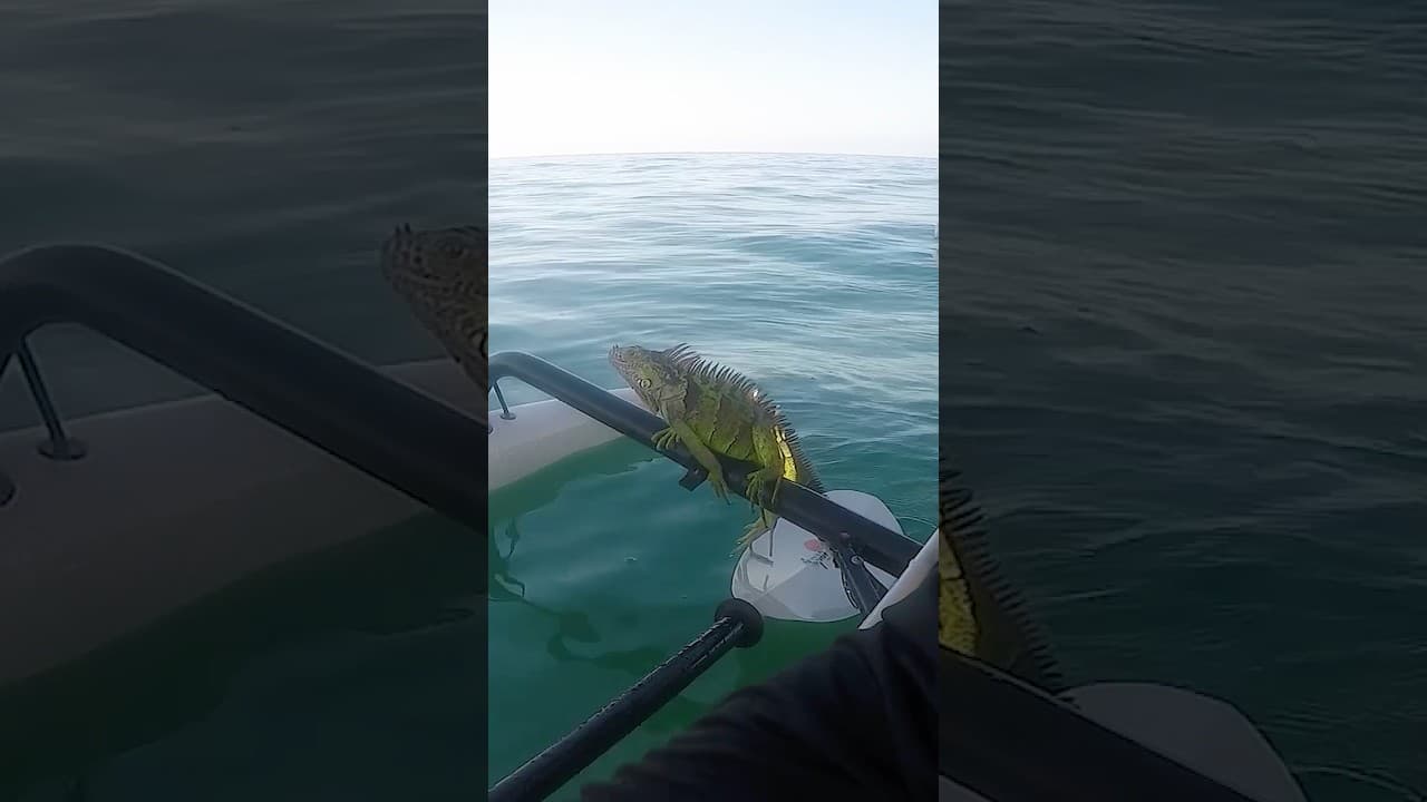 Guy Saves Iguana Swimming Miles From Shore