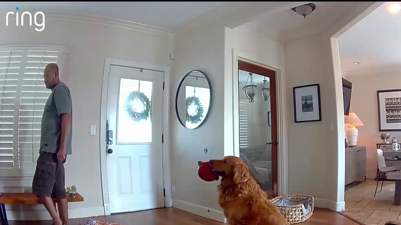 Camera catches dog bringing toy to intruder during San Diego home break-in | NBC 7 San Diego