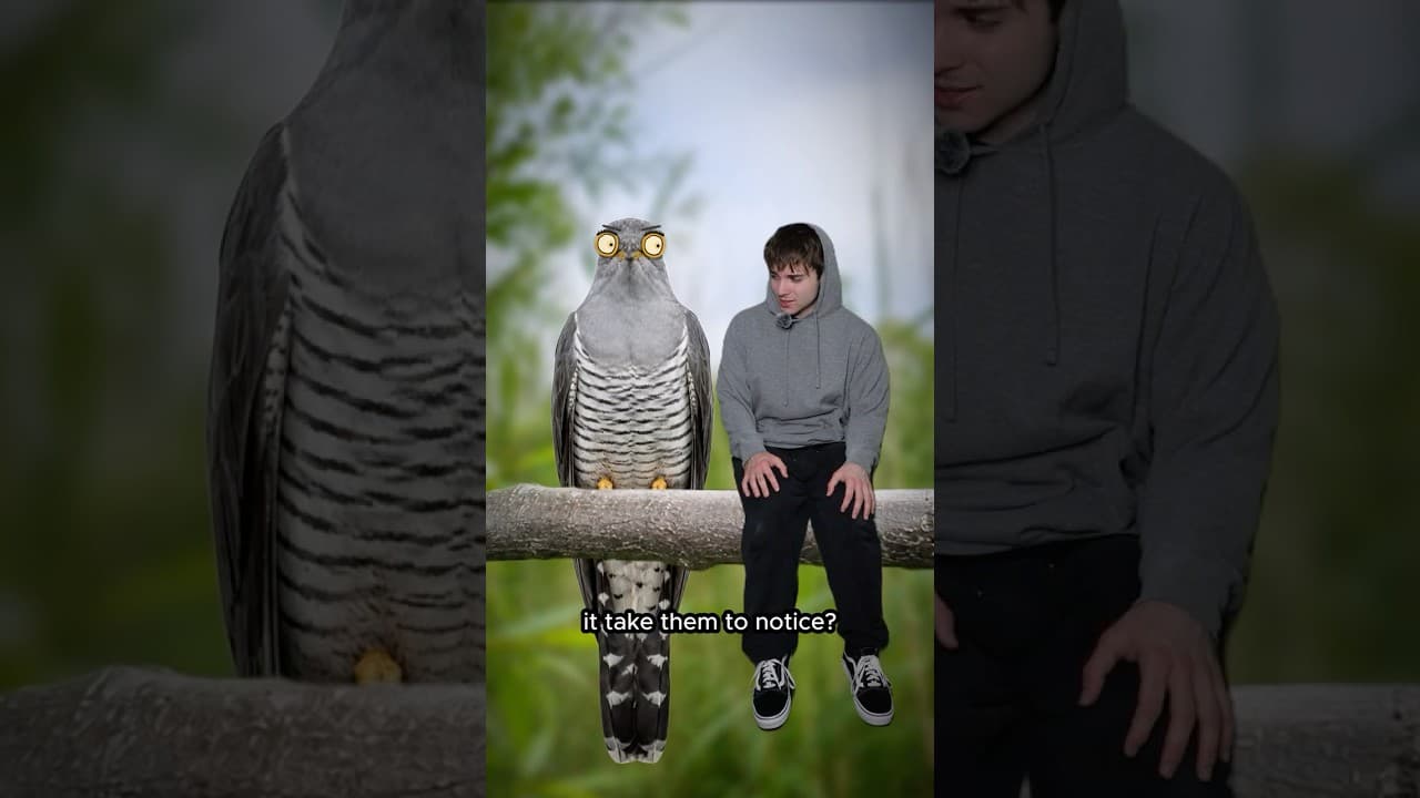 The Bird That Swaps Babies...