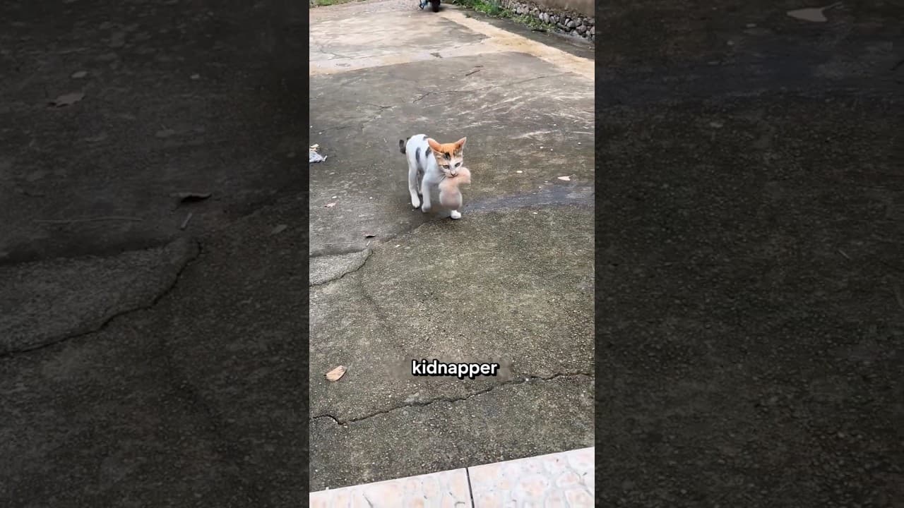 She ran out of kittens to steal, so she brought me this... ๐ถ